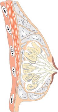 La struttura del seno femminile